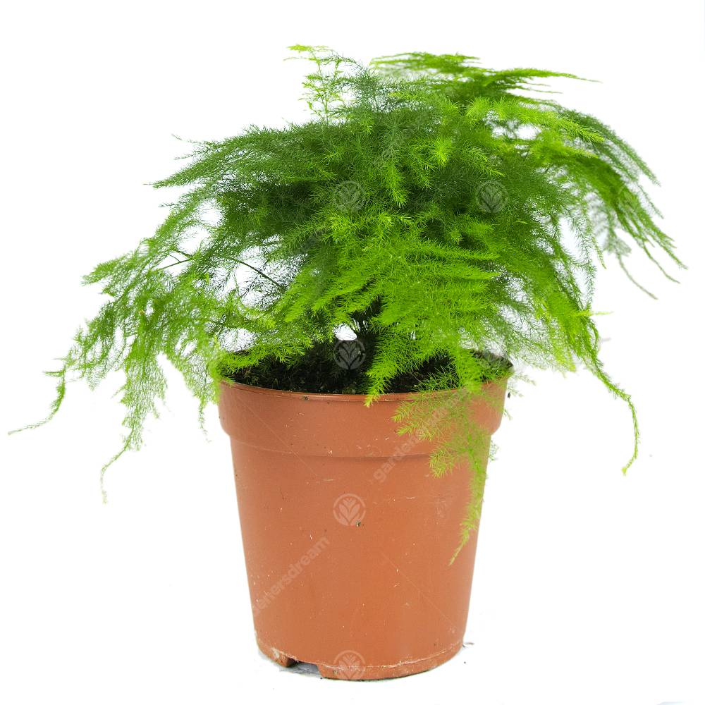 Gardenersdream - Asparagus Setacea Plumosus Asperge Des Fleuristes Plante D’Intérieur Vivante 12 Cm En Pot - GardenersDream - Image 1