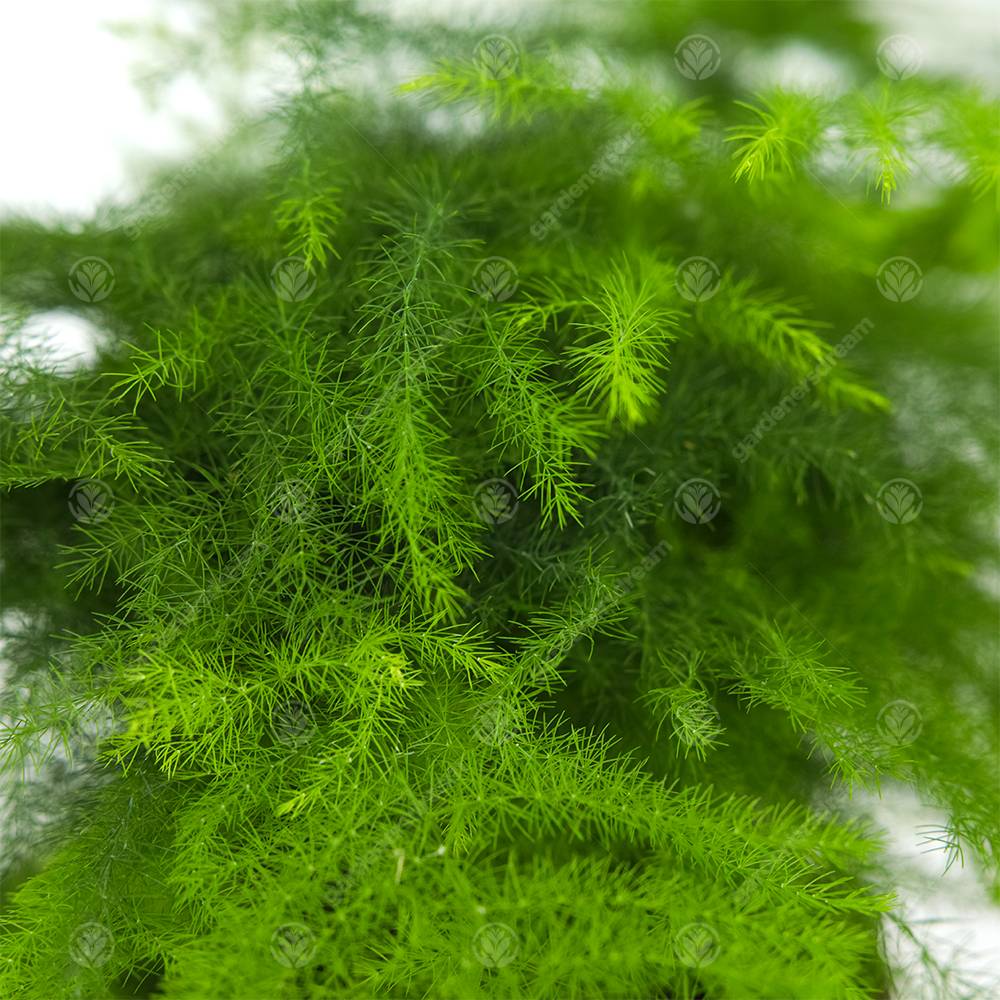 Gardenersdream - Asparagus Setacea Plumosus Asperge Des Fleuristes Plante D’Intérieur Vivante 12 Cm En Pot - GardenersDream - Image 2