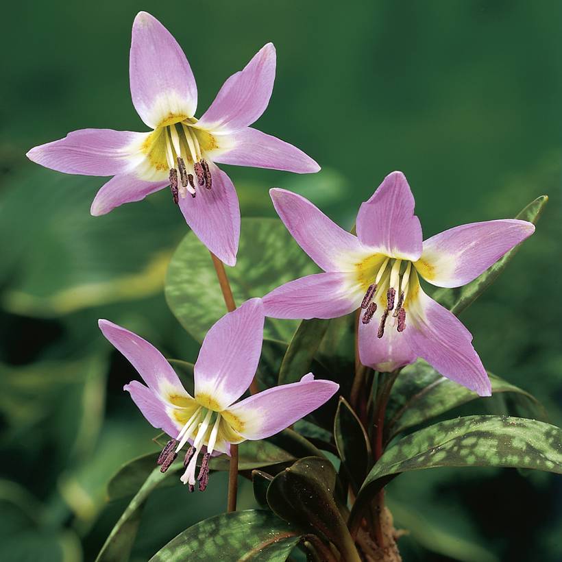 Promesse de Fleurs - Erythronium dens-canis Lilac Wonder Bulbe calibre I (par 3)