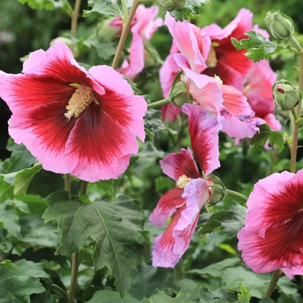 Hibiscus Hibisa® 'Cocktail', Althéa à fleurs Rose/Rouge - feuillage Caduc - Pot de 5L - 40/60 cm