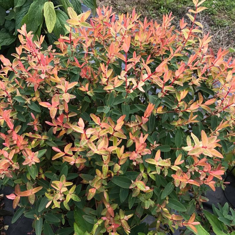 Hypericum Radiance - Millepertuis hybride panaché Pot de 1L/1,5L - Image 1