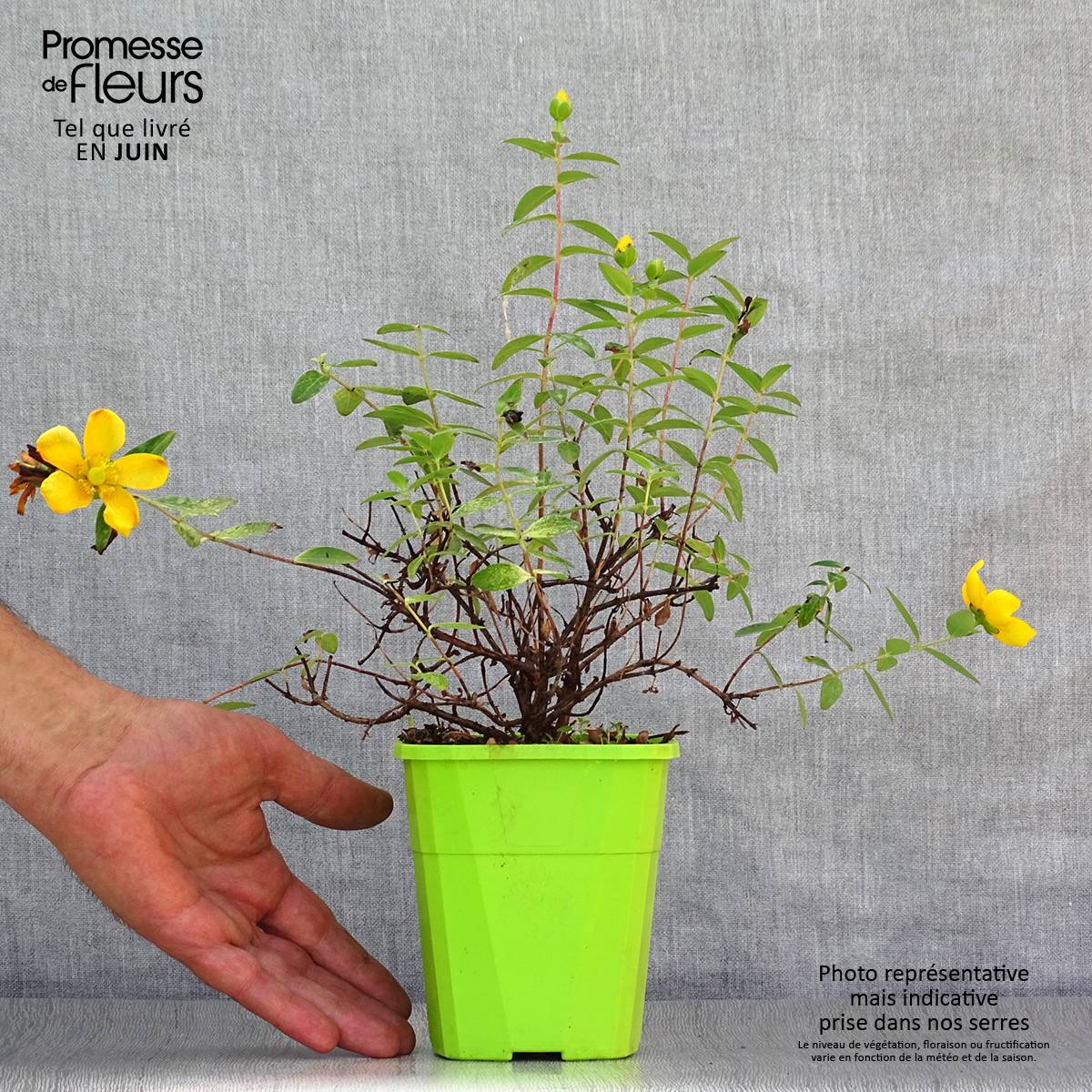 Hypericum Radiance - Millepertuis hybride panaché Pot de 1L/1,5L - Image 2