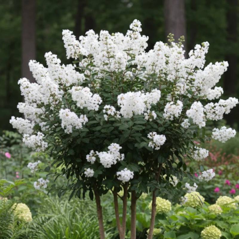 Lilas des Indes Petit´ Canaille® Blanc, Lagerstroemia à fleurs Blanche - feuillage Caduc - Pot de 3L - Touffe-  hauteur à maturité De 1,00 m à 1,50 m - Image 3