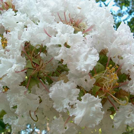 Lilas des Indes Petit´ Canaille® Blanc, Lagerstroemia à fleurs Blanche - feuillage Caduc - Pot de 3L - Touffe- hauteur à maturité De 1,00 m à 1,50 m - Image 1