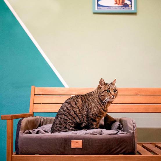 Ferplast - Couchage Rembourré Lit pour Chiens et Chats HARRIS 65 Lavable, avec Coussin, Tweed et Velours, Marron - Imagen 3