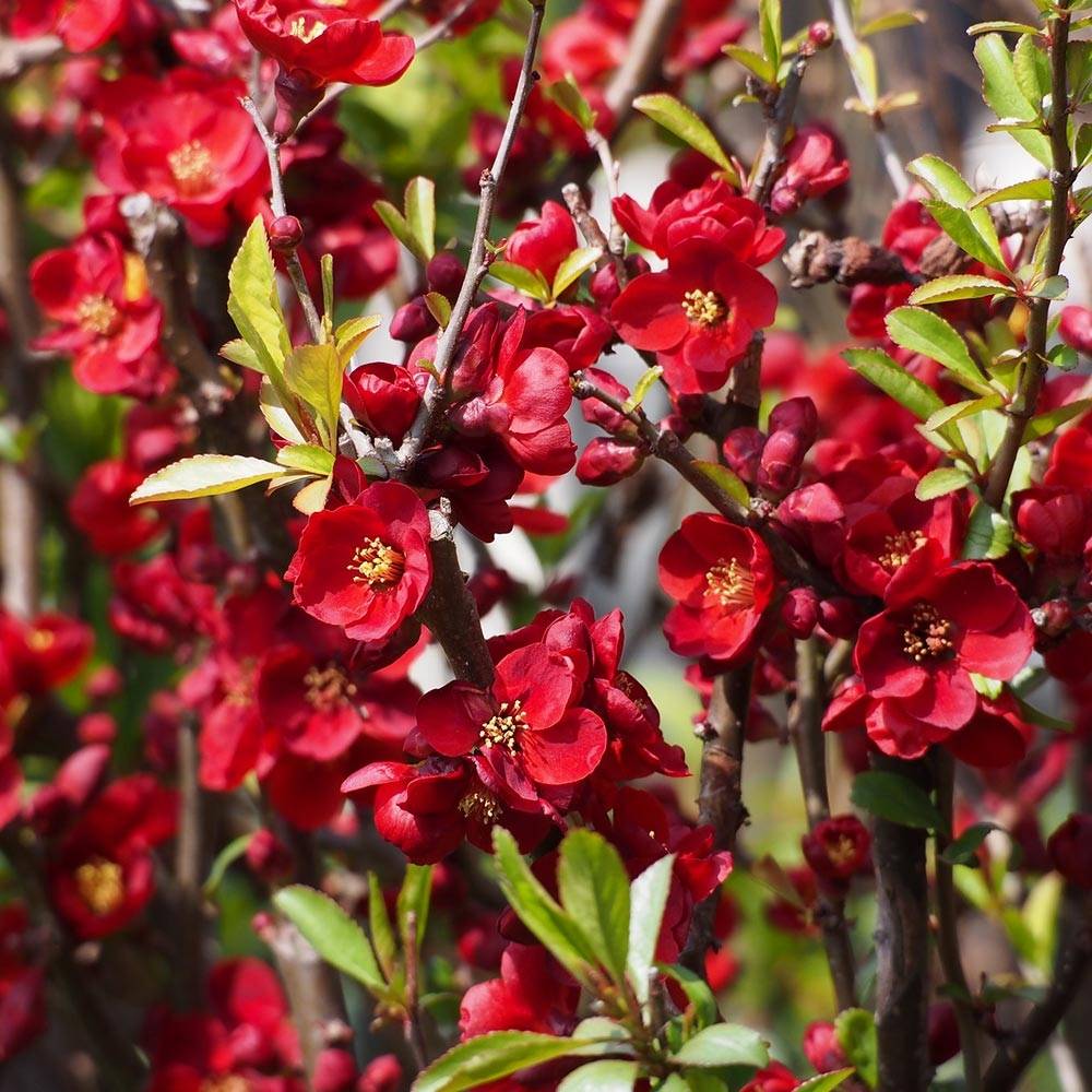 Cognassier du Japon - Chaenomeles x superba Hollandia Pot de 2L/3L - Image 1