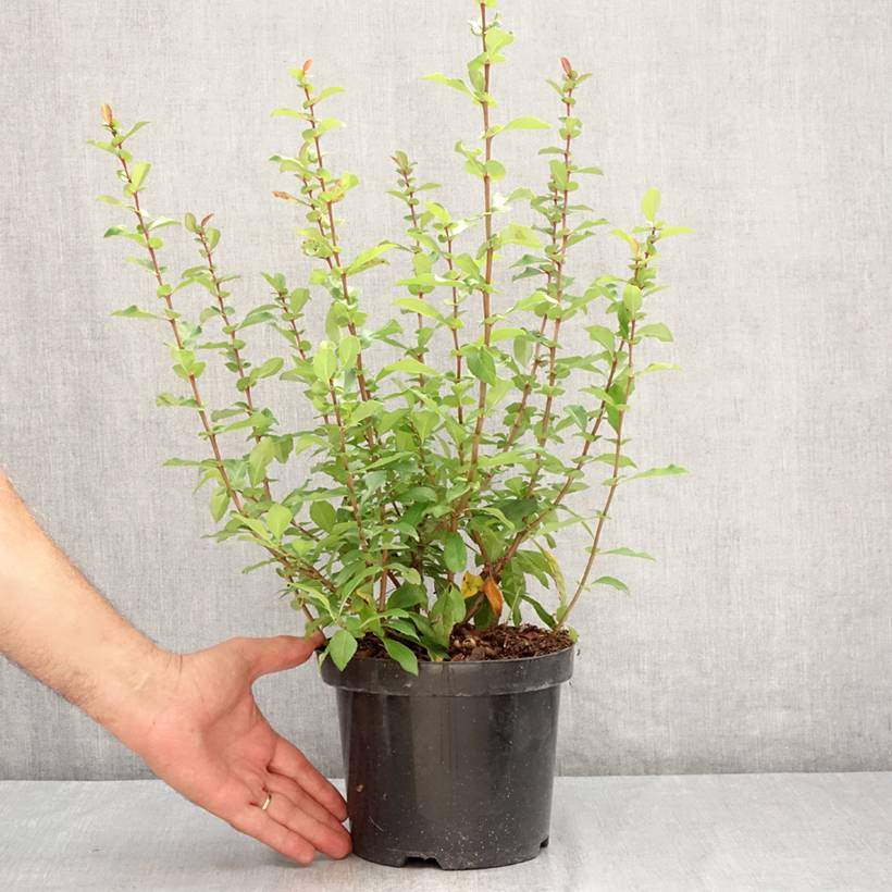 Cognassier du Japon - Chaenomeles x superba Hollandia Pot de 2L/3L - Image 2