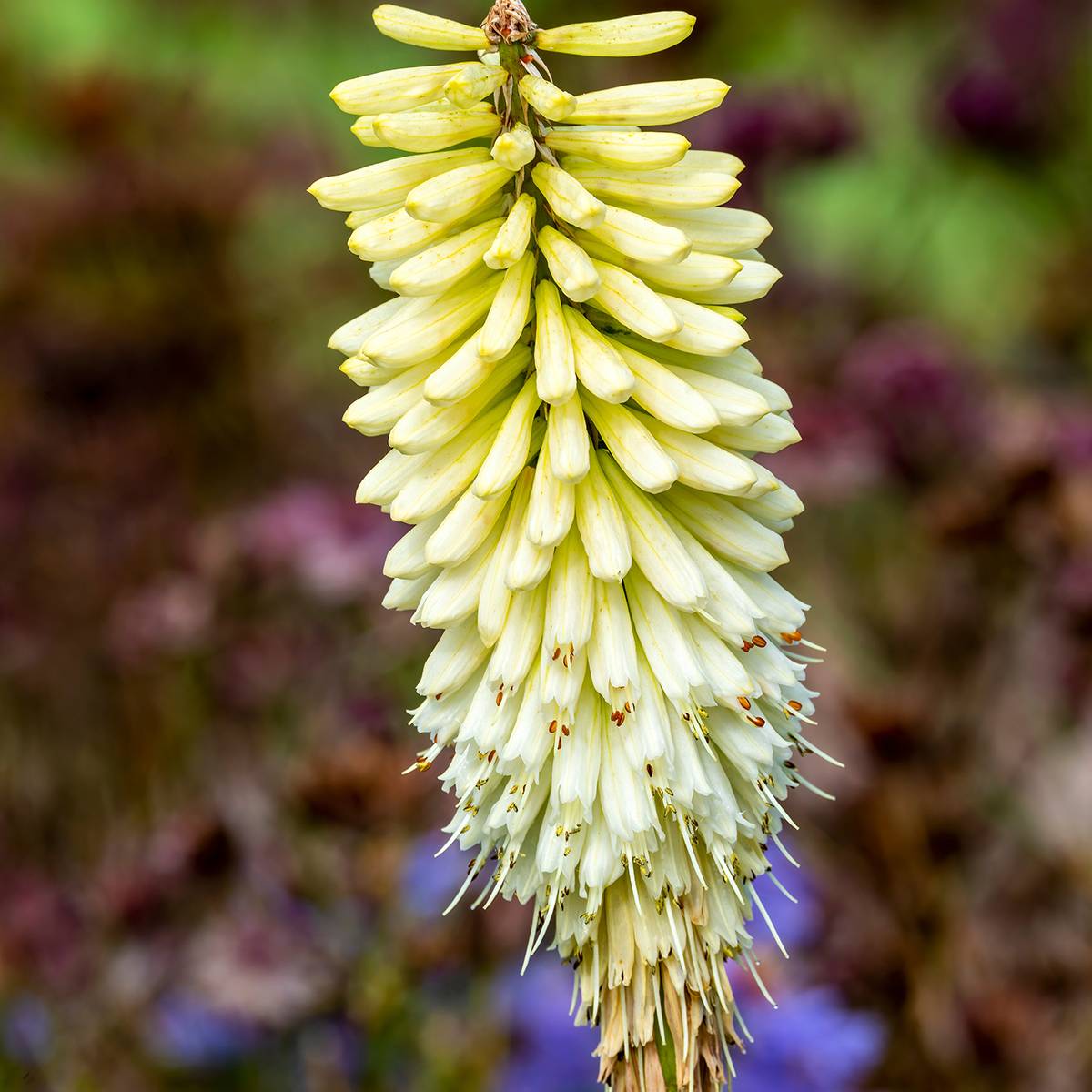 Promesse de Fleurs - Kniphofia Magical Snow Torch - Tritoma Pot de 1,5L/2L
