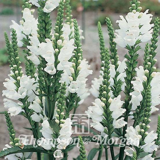 Graines de Physostegia Virginiana Summer Snow - Cataleptique blanche le sachet de 50 graines environ (0,1g)