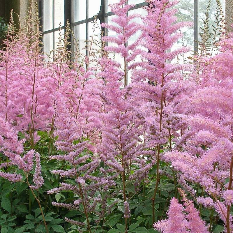 Astilbe d'Arends Anita Pfeifer à fleurs Rose/ - feuillage Caduc - Godet - 5/20 cm - Imagen 1