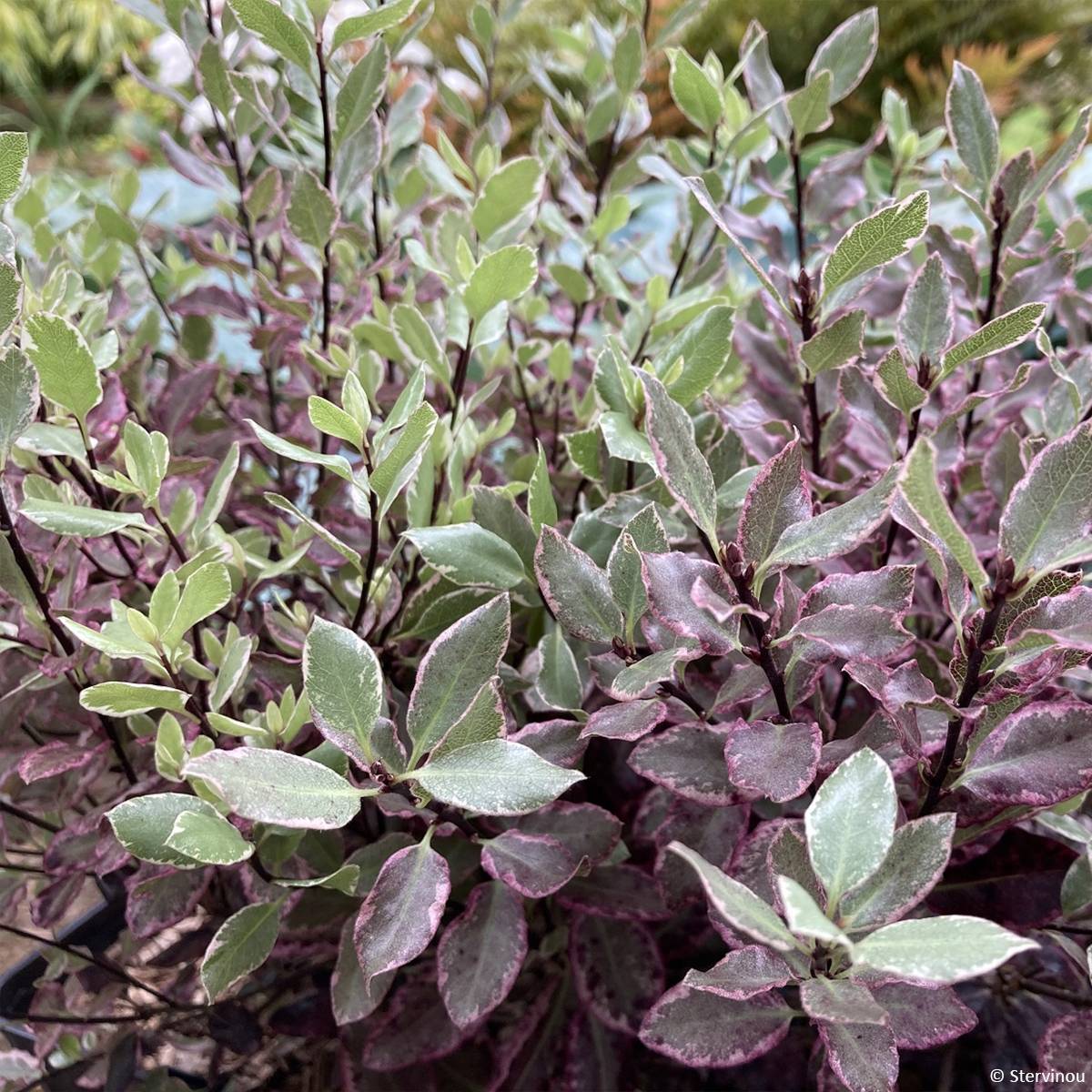 Pittosporum tenuifolium Bannow Bay Pot de 3L/4L - Image 1