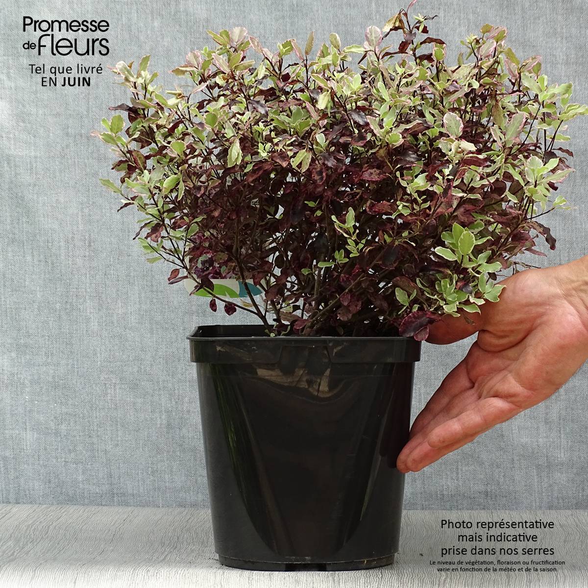 Pittosporum tenuifolium Bannow Bay Pot de 3L/4L - Image 2