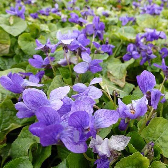 Promesse de Fleurs - Violette odorante Königin Charlotte - Viola odorata Godet de 8/9 cm