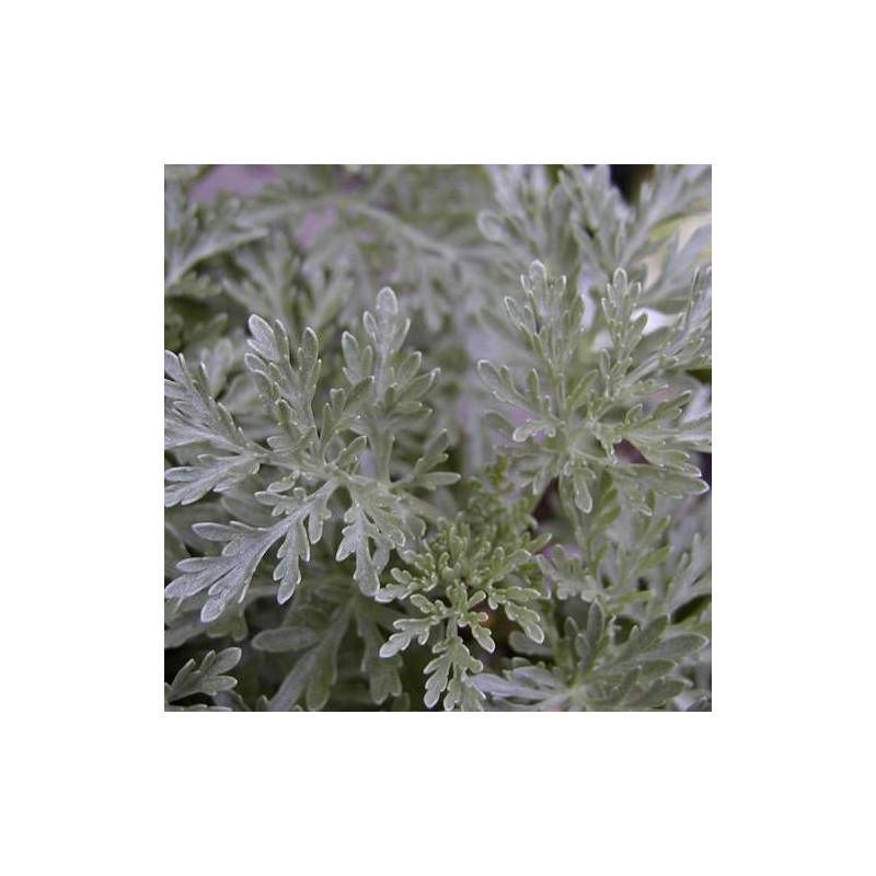 Armoise Powis Castle à fleurs Blanche - feuillage Persistant - Godet - 5/20 cm-  hauteur à maturité De 0,15 m à 0,50 m - Imagen 6
