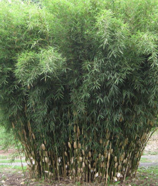 Sitemapcdatahttpsmodeinf Inetcombambou Fargesia Jardiland