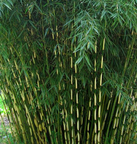 0 - Fargesia Robusta "Campbell" (Bambou non traçant) Pot 10 Litres - 100/150cm - 5/7 cannes - Image 2