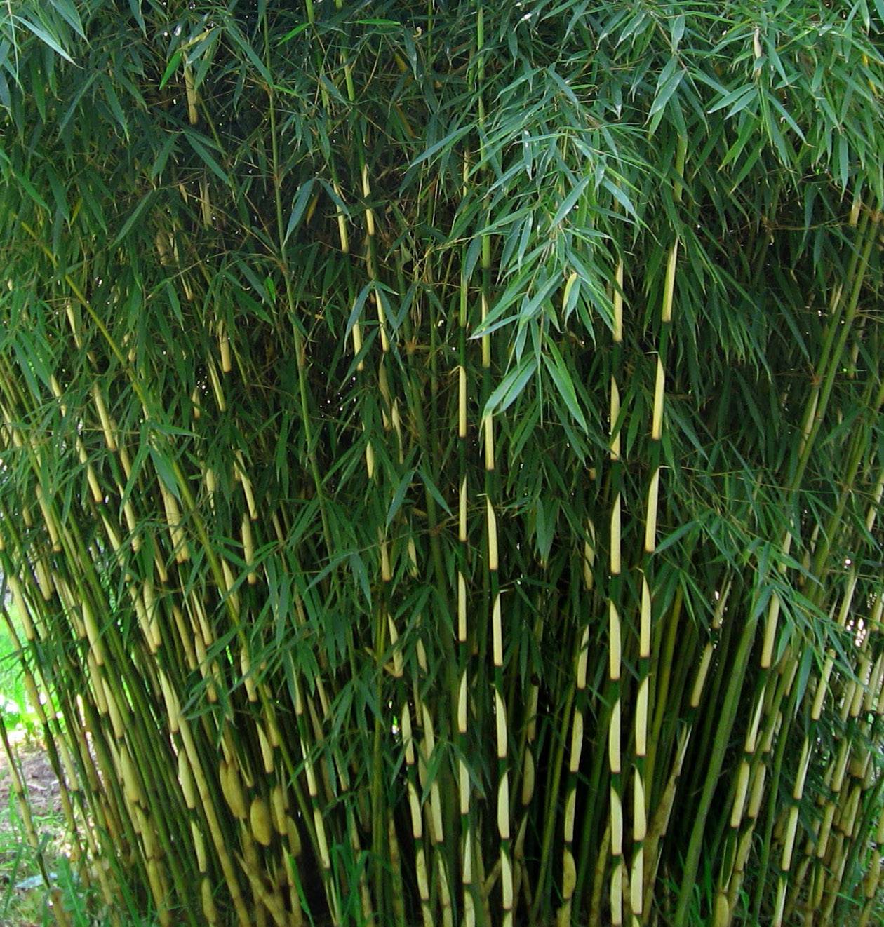 0 - Fargesia Robusta "Campbell" (Bambou non traçant) Pot 10 Litres - 100/150cm - 5/7 cannes - Image 2