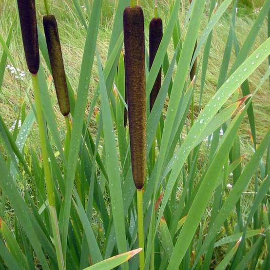 Typha latifolia, Massette Godet de 8/9 cm