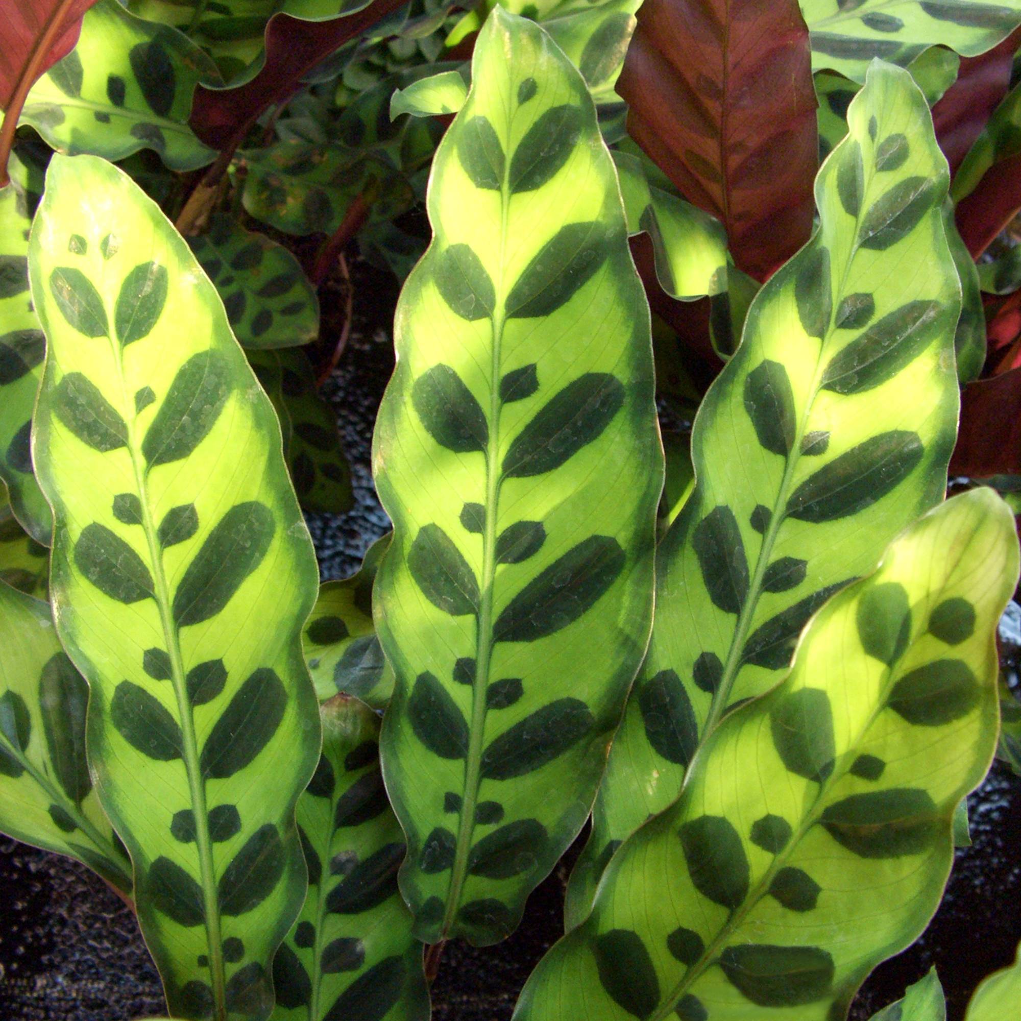 Gardenersdream - Calathea Lancifolia Cadeau Populaire Vente De Plante D'Intérieur De 40 À 50 Cm Avec Pot - GardenersDream - Imagen 1