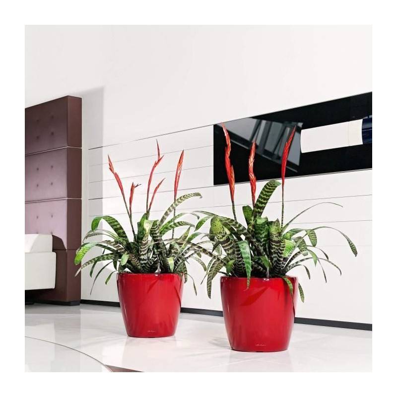 Lechuza - Pot De Fleur Lechuza Classico Premium Ls 50 - Kit Complet, Taupe Brillant - Imagen 5