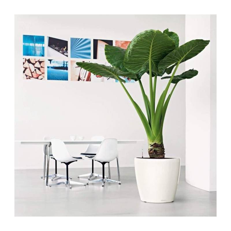 Lechuza - Pot De Fleur Lechuza Classico Premium Ls 50 - Kit Complet, Taupe Brillant - Imagen 4