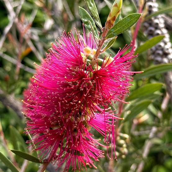 Promesse de Fleurs - Callistemon salignus Perth Pink - Rince bouteille Pot de 4L/5L - Image 1