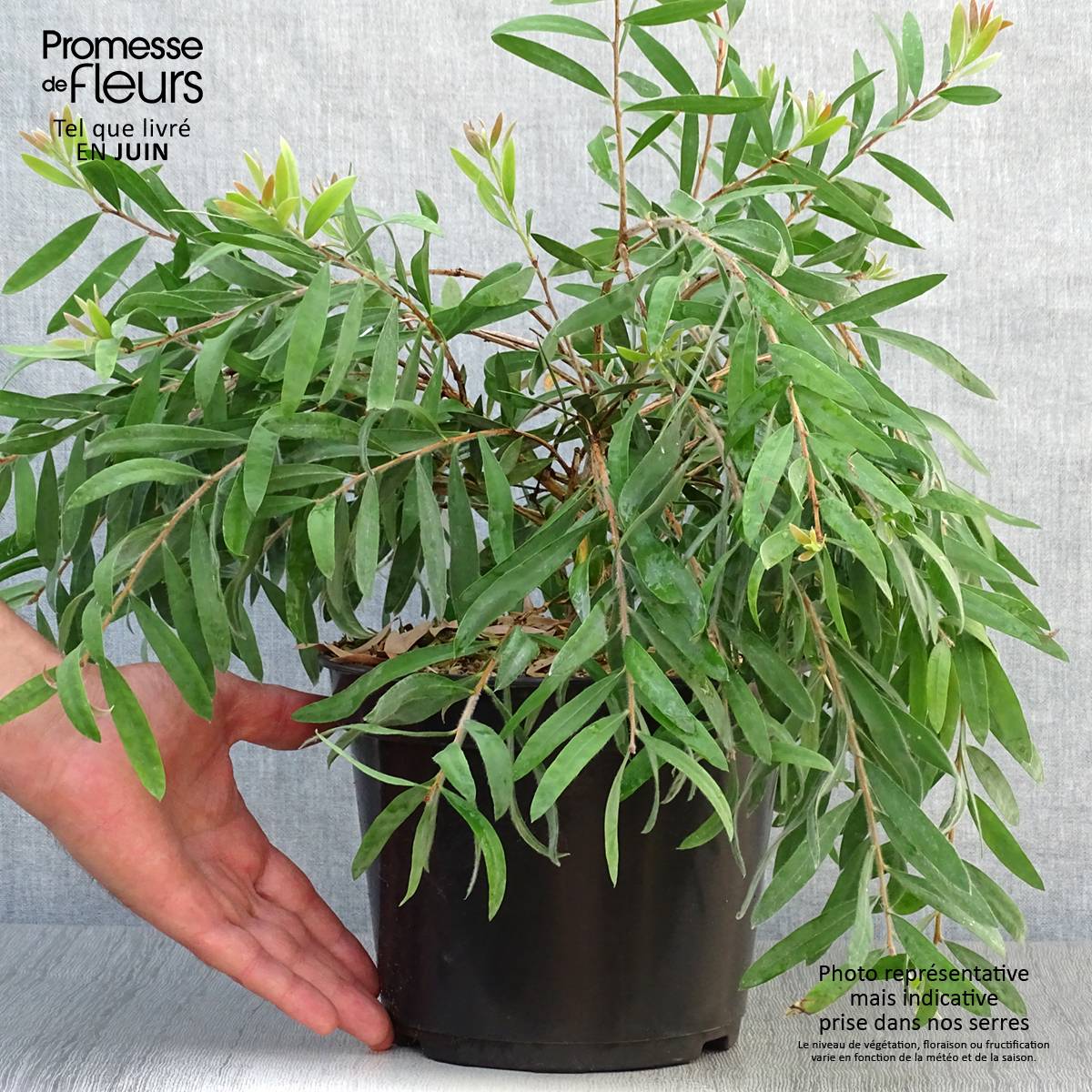 Promesse de Fleurs - Callistemon salignus Perth Pink - Rince bouteille Pot de 4L/5L - Image 2