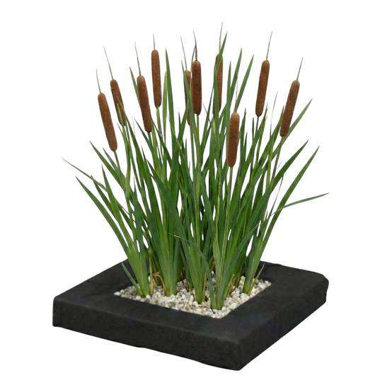 0 - Île de Plantes Massette - 4 Plantes Aquatiques - Typha latifolia - Image 1
