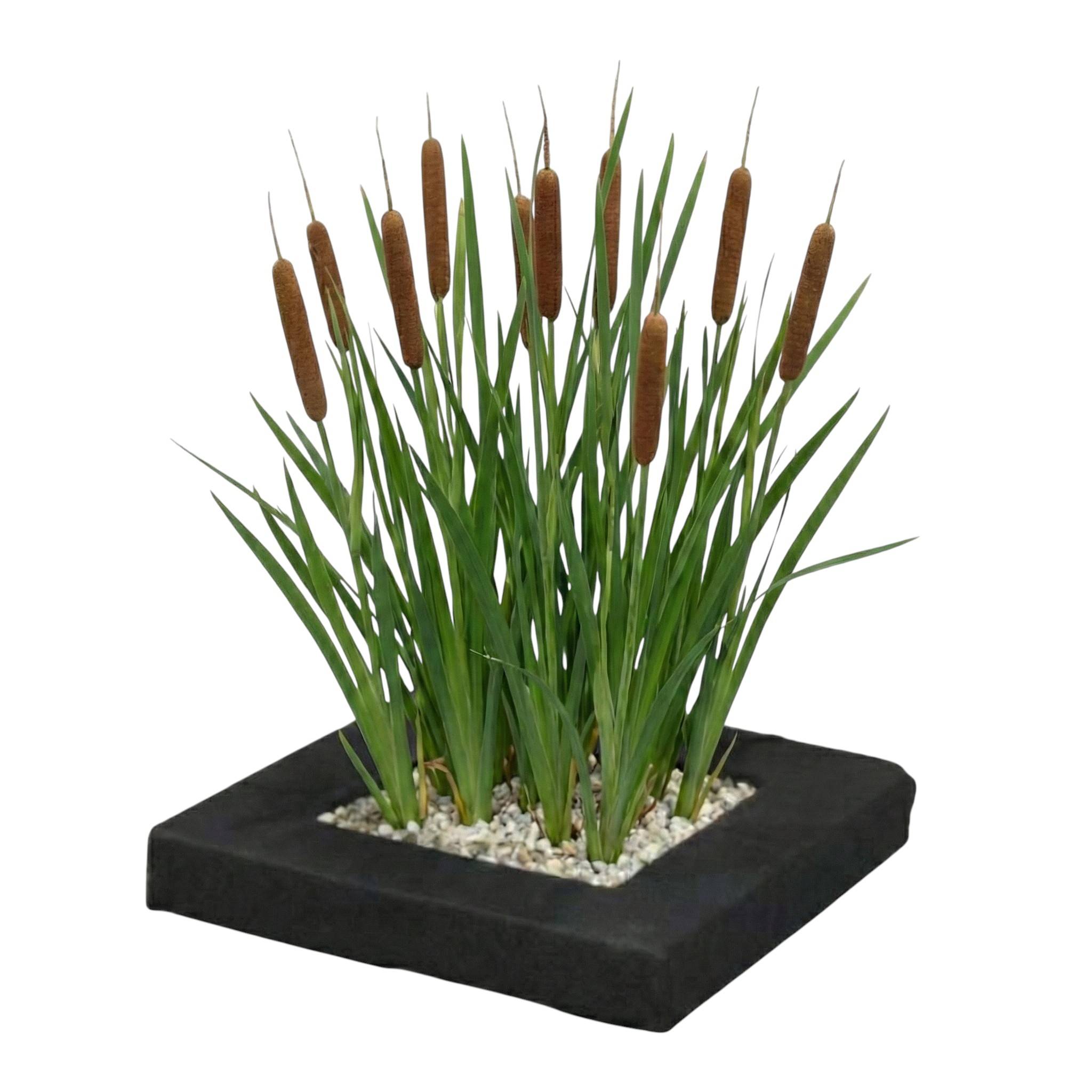 0 - Île de Plantes Massette - 4 Plantes Aquatiques - Typha latifolia