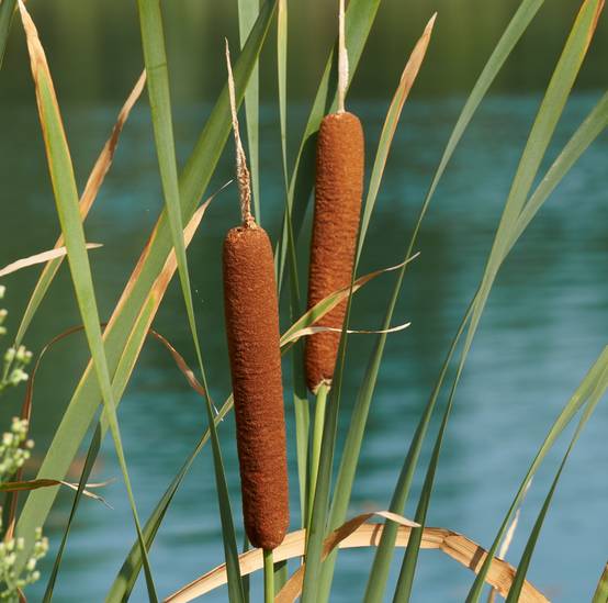 0 - Île de Plantes Massette - 4 Plantes Aquatiques - Typha latifolia - Image 2