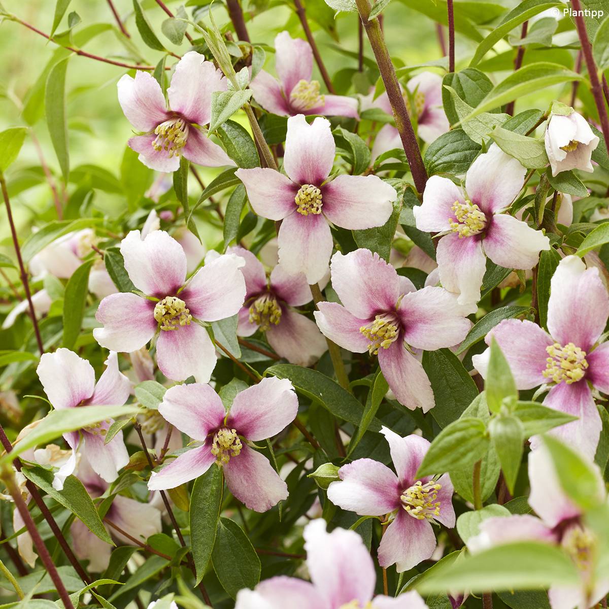 Promesse de Fleurs - Seringat des jardins - Philadelphus Petite Perfume Pink Pot de 3L/4L