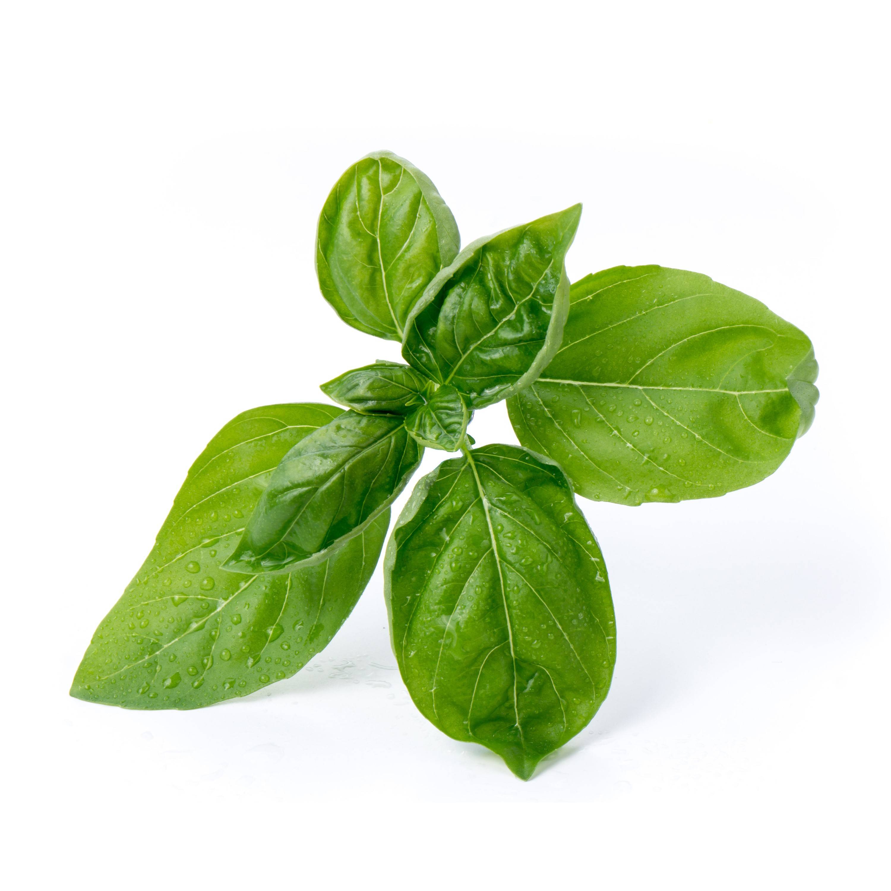 Veritable - Lingot Basilic grand vert BIO - Recharge prête à l'emploi - Véritable - Imagen 2