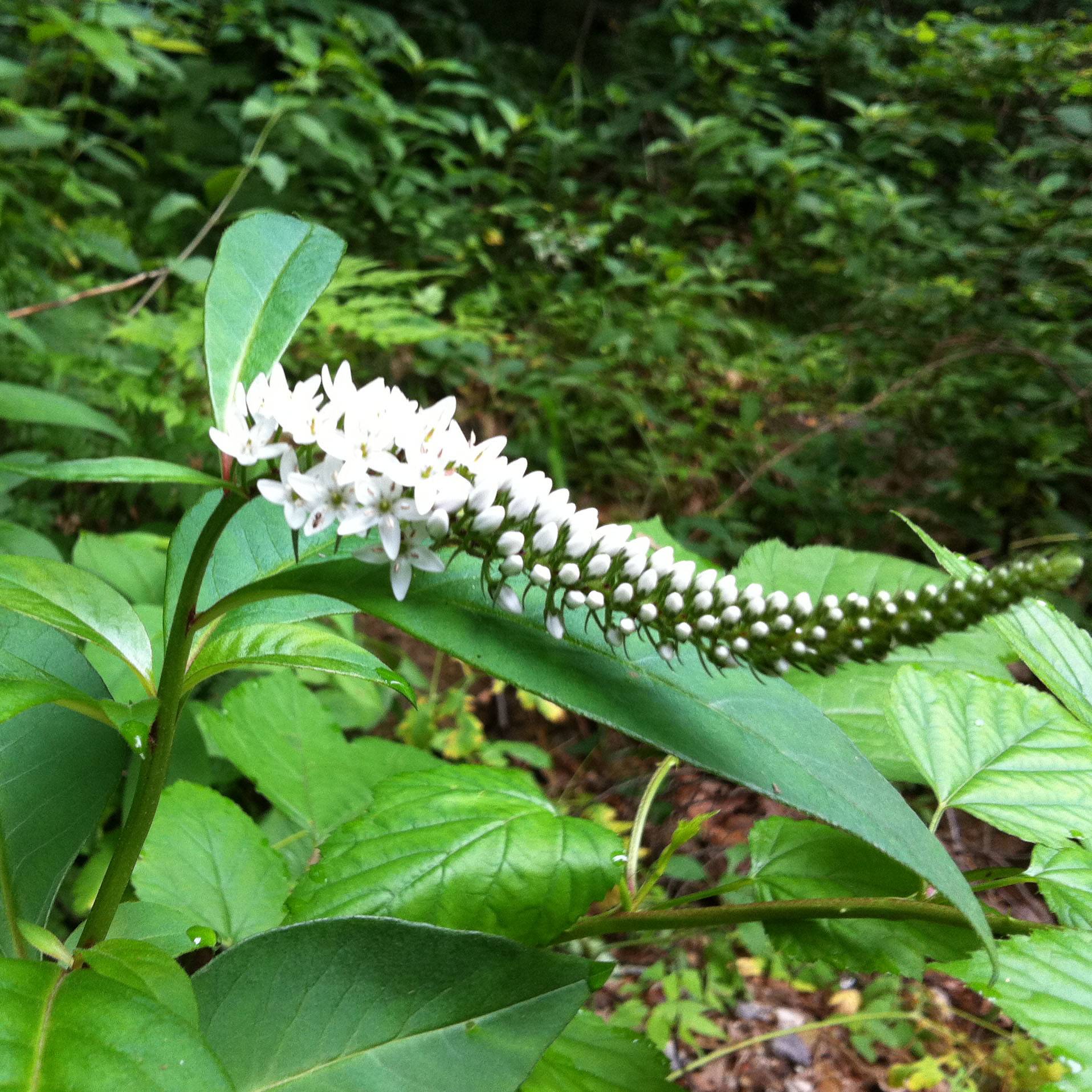 Lysimachia barystachys, Lysimaque Godet de 8/9 cm