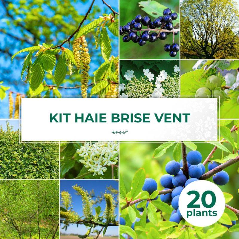 Haie Brise-Vent - 20 arbustes -  - Pépinières Naudet - Imagen 1
