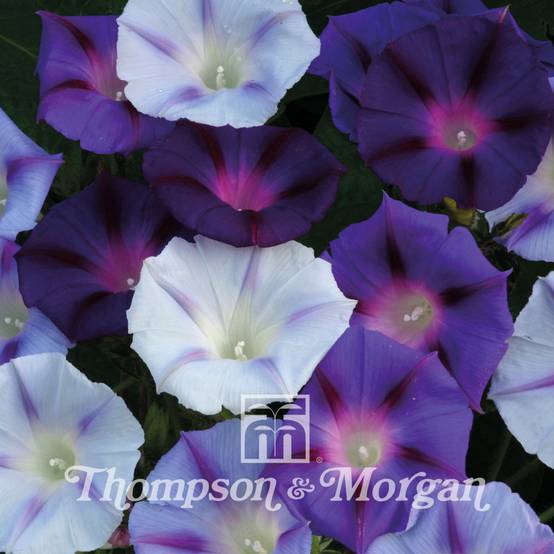 Graines d'Ipomée Hazelwood Blues - Ipomoea purpurea le sachet de 30 graines environ (1g)