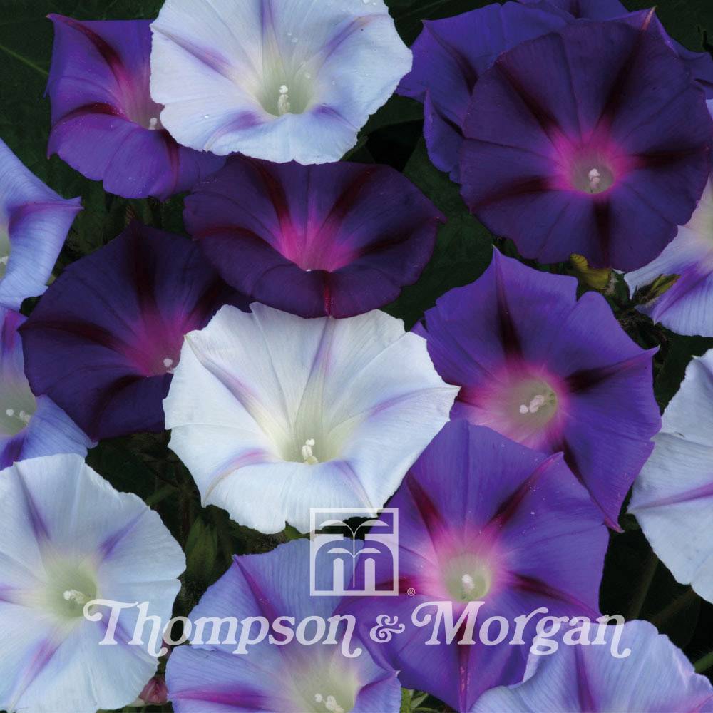 Graines d'Ipomée Hazelwood Blues - Ipomoea purpurea le sachet de 30 graines environ (1g)