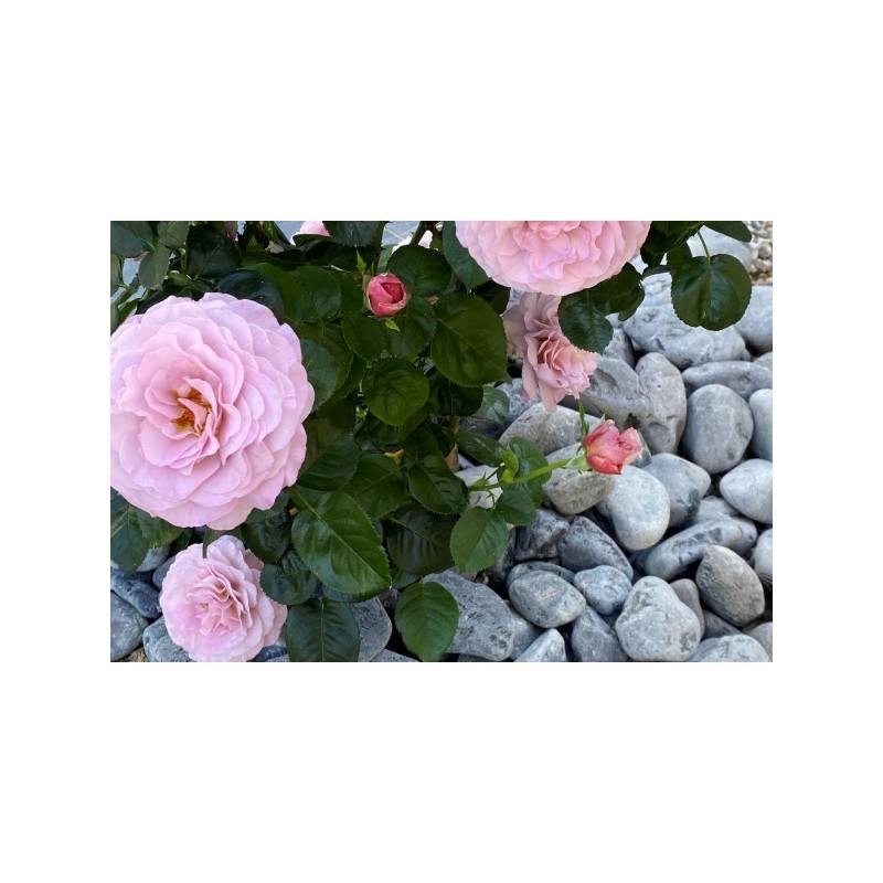 Jardinex - Galet noir mat 30/60 mm - Filet 20 kg - Gris anthracite  - Jardinex - Imagen 3