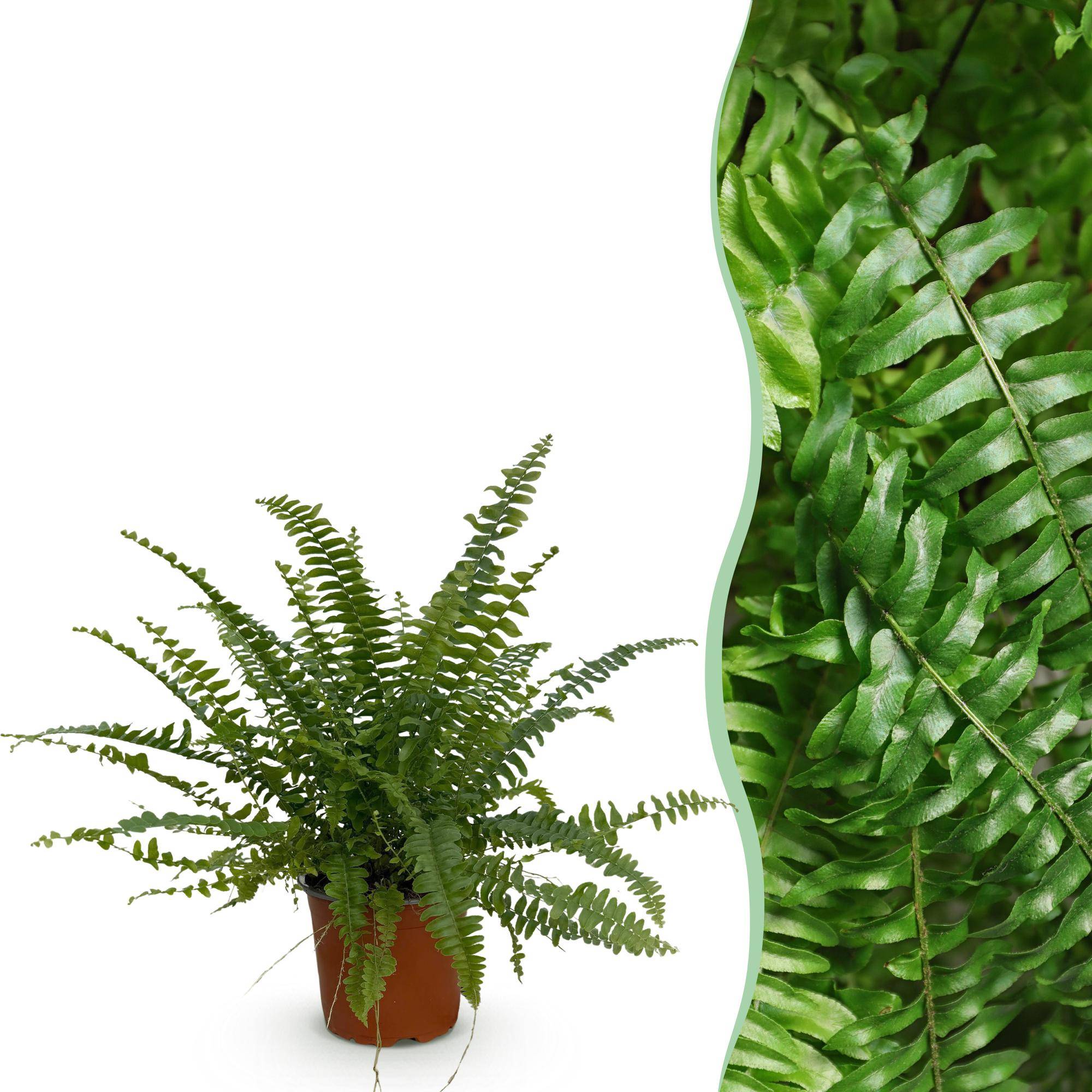 Nephrolepsis exaltata Green Lady - Pet-friendly - Pot de 12cm - Hauteur 25-30cm - 1 plante - Sans cache-pot - Plantes d'intérieur