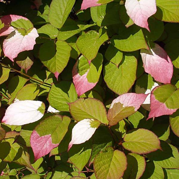 Promesse de Fleurs - Actinidia kolomikta - Kiwi d'ornement Pot de 2L/3L