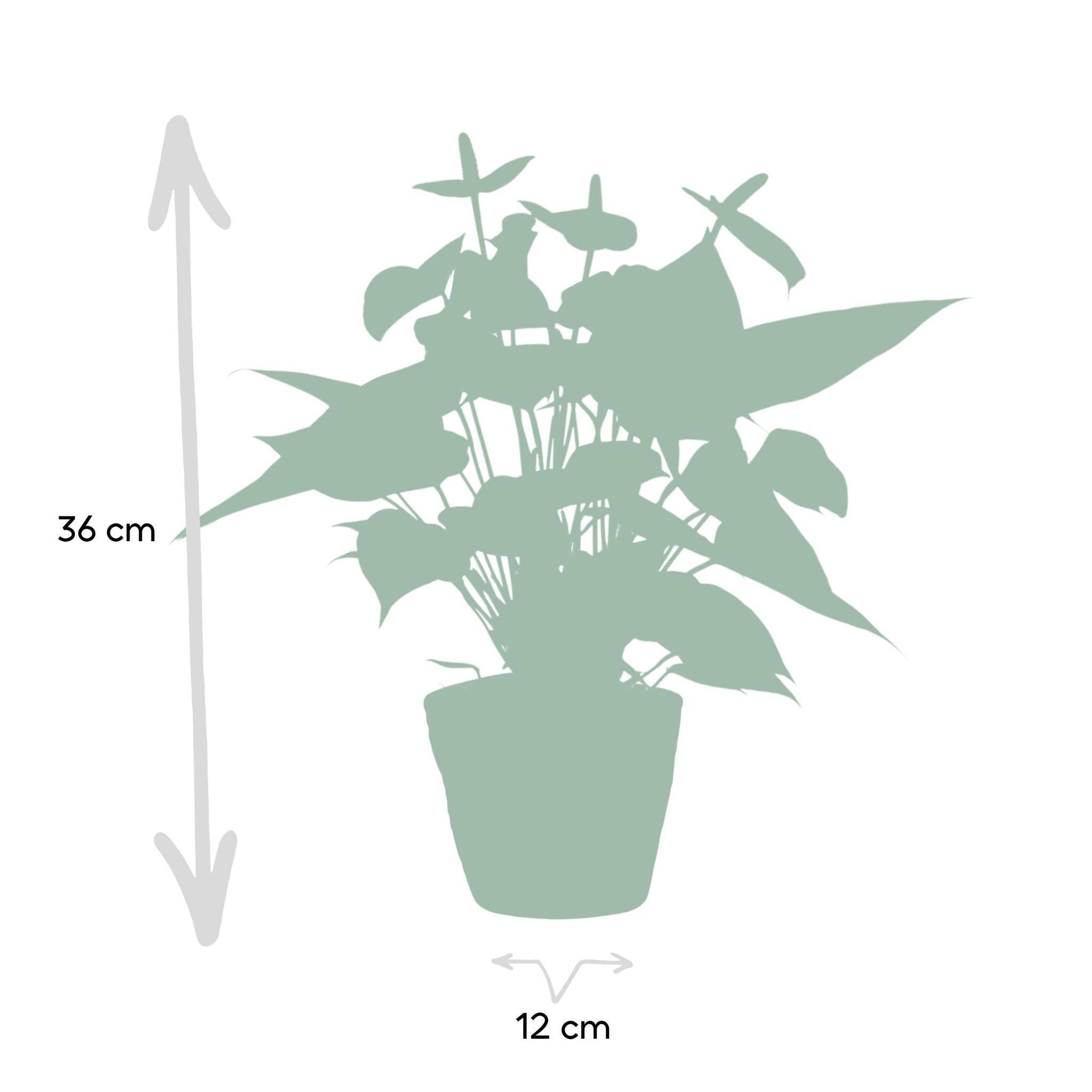 La Green Touch - Anthurium andreanum Vanilla et son pot- La Green Touch Panier - Hauteur 45cm - Imagen 4