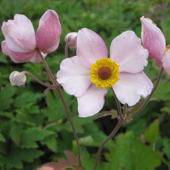 Anemone tomentosa Albadura Godet de 8/9 cm