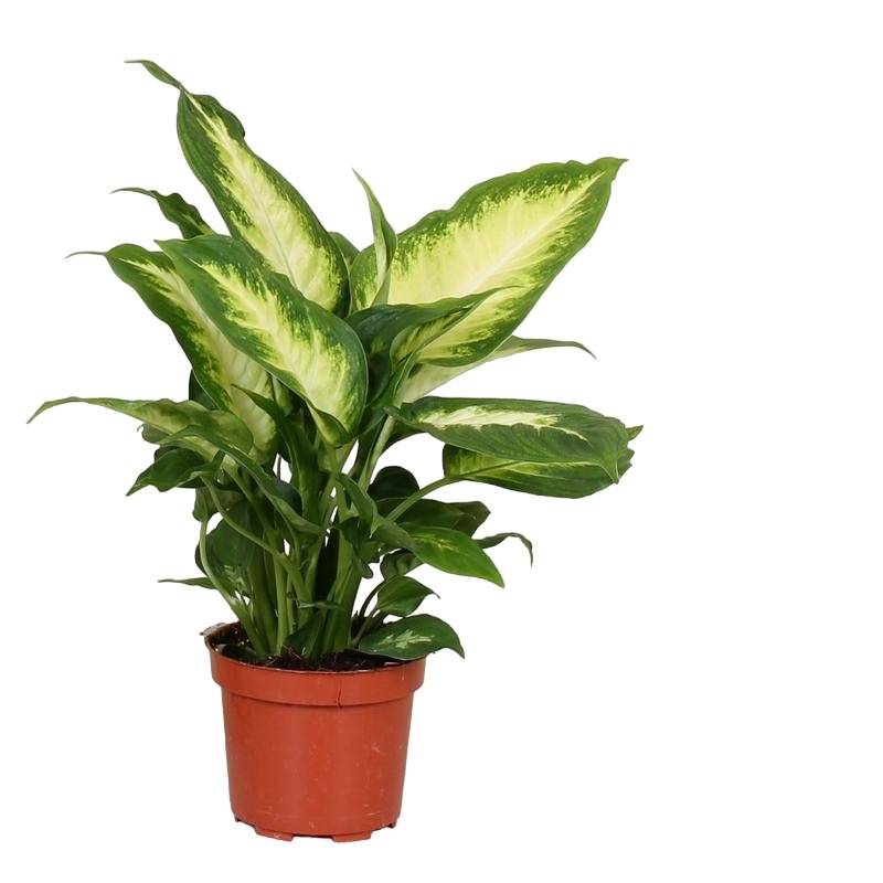 La Green Touch - Dieffenbachia 'Camilla'