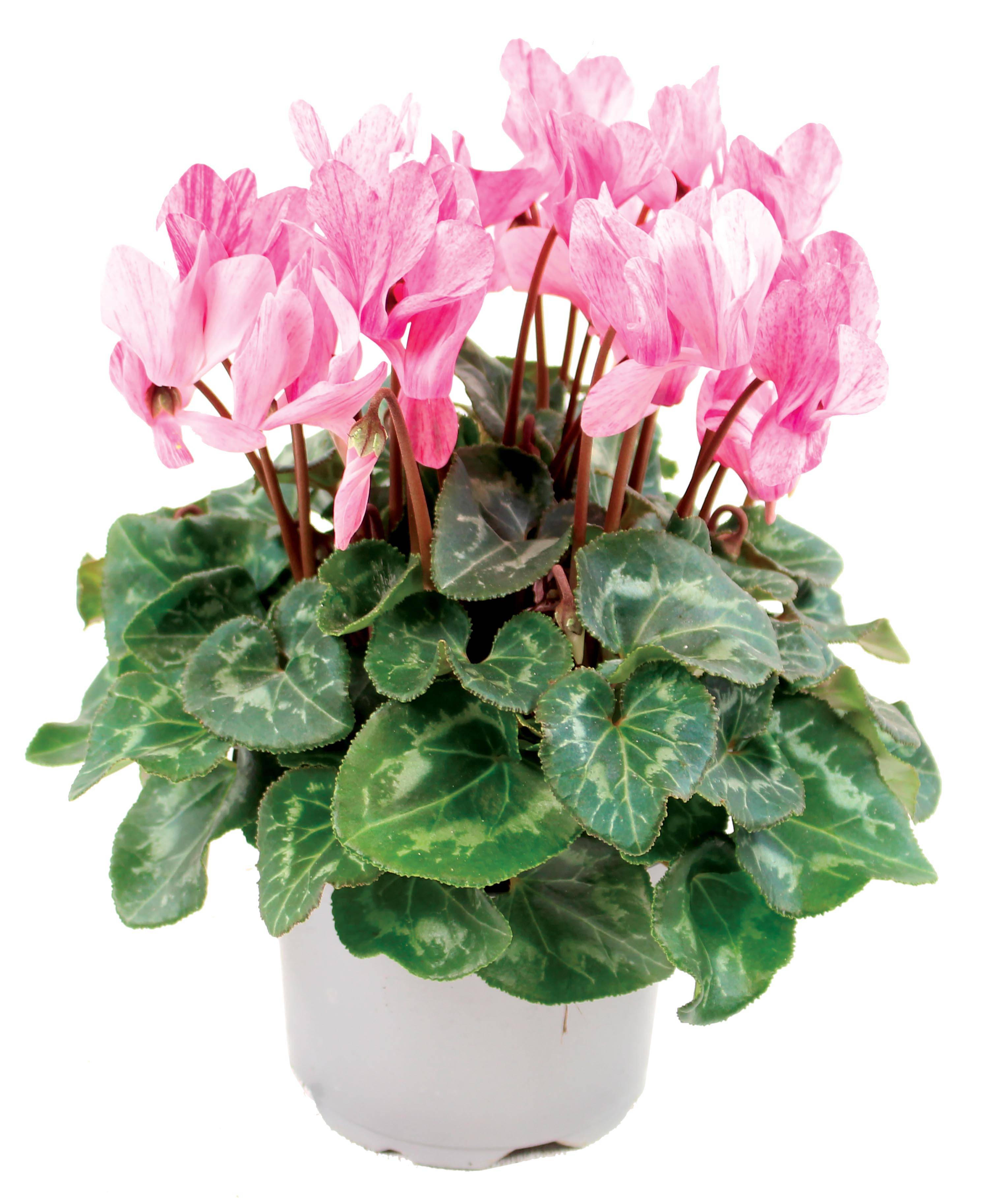 Fleuron D'Anjou - CYCLAMEN CRAYON Pot 10,5 cm