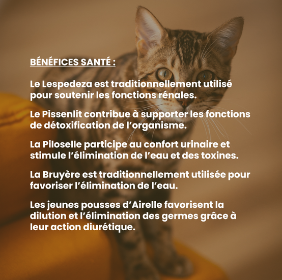 Complément alimentaire vétérinaire - Rénal chat 50 mL - VetyVert - Image 4