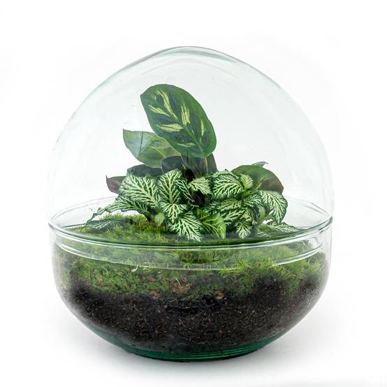 Kit Terrarium Diy - D20 H20cm - Image 3