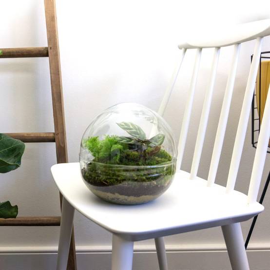 Kit Terrarium Diy - D20 H20cm - Image 4