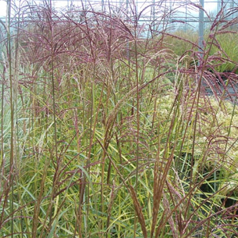 Miscanthus sinensis Silberspinne - Roseau de Chine Godet de 8/9 cm