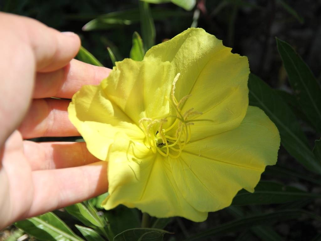 Oenothera missouriensis - Onagre du Missouri Godet de 7/8 cm
