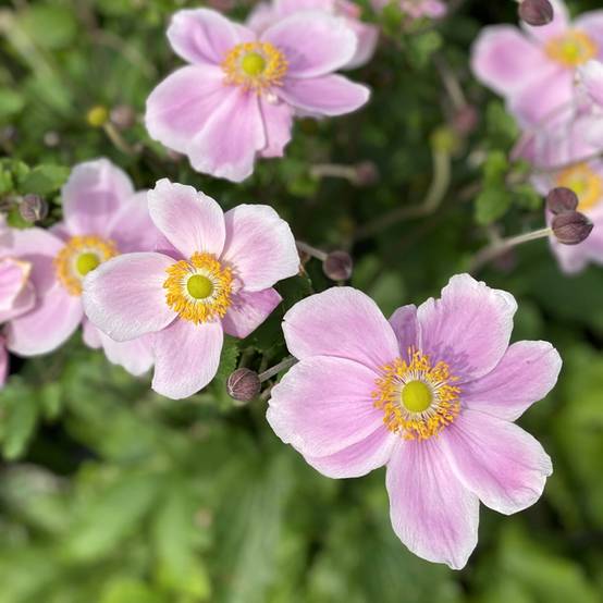 Anemone hybride Royal Blush Pot de 1,5L/2L