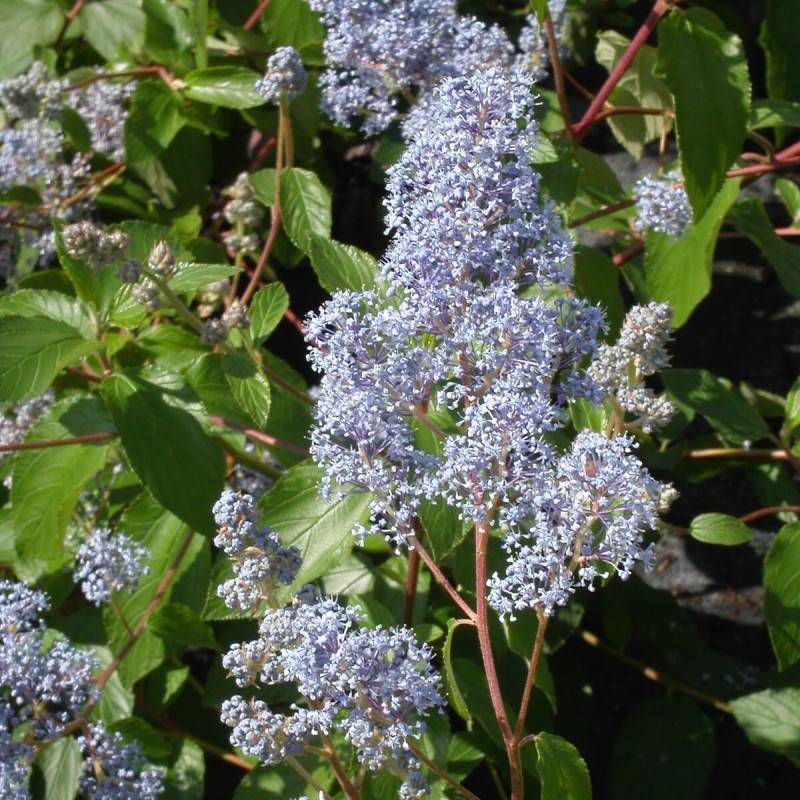 Céanothe, Lilas de Californie Gloire de Versailles à fleurs Bleue - feuillage Caduc - Pot de 7,5L - 40/60 cm-  hauteur à maturité De 2,50 m à 3,00 m - Imagen 2